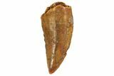Serrated, Raptor Tooth - Real Dinosaur Tooth #80068-1